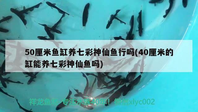 50厘米鱼缸养七彩神仙鱼行吗(40厘米的缸能养七彩神仙鱼吗) 七彩神仙鱼