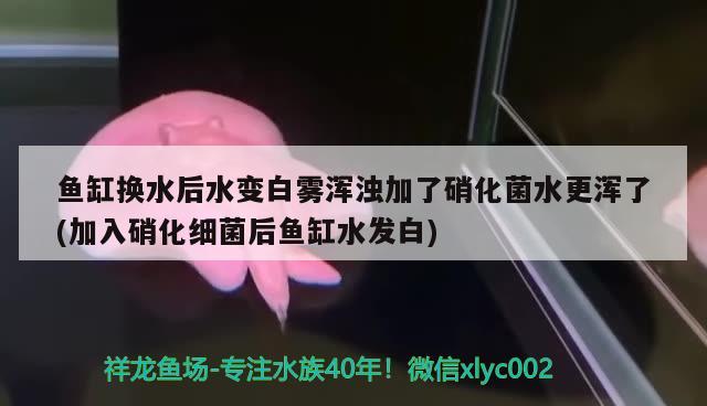 鱼缸换水后水变白雾浑浊加了硝化菌水更浑了(加入硝化细菌后鱼缸水发白) 硝化细菌