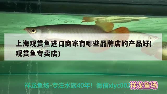 上海观赏鱼进口商家有哪些品牌店的产品好(观赏鱼专卖店) 观赏鱼进出口