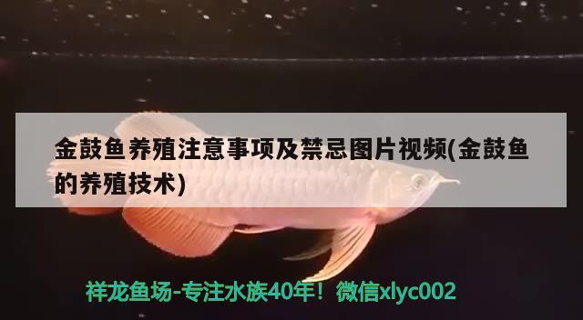 金鼓鱼养殖注意事项及禁忌图片视频(金鼓鱼的养殖技术) 龙凤鲤鱼