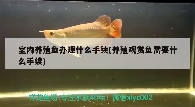 室内养殖鱼办理什么手续(养殖观赏鱼需要什么手续) 水族用品