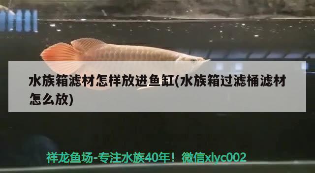 水族箱滤材怎样放进鱼缸(水族箱过滤桶滤材怎么放) 鱼缸/水族箱