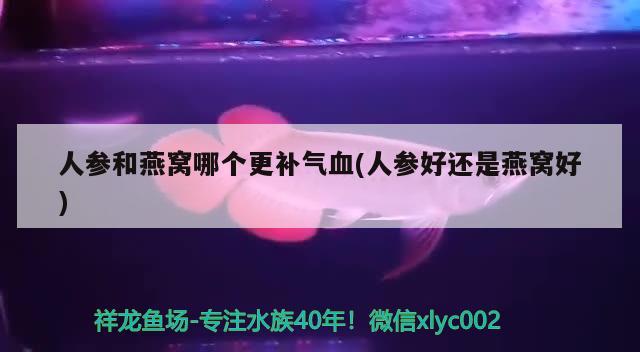 人参和燕窝哪个更补气血(人参好还是燕窝好) 马来西亚燕窝