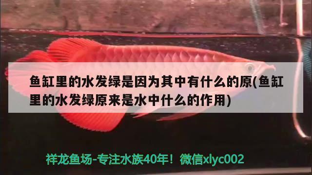 鱼缸里的水发绿是因为其中有什么的原(鱼缸里的水发绿原来是水中什么的作用) 祥龙鱼场