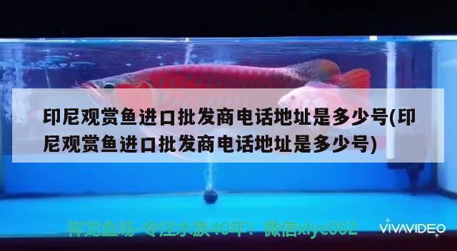 印尼观赏鱼进口批发商电话地址是多少号(印尼观赏鱼进口批发商电话地址是多少号)