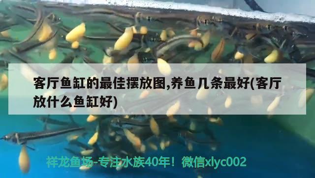 客厅鱼缸的最佳摆放图,养鱼几条最好(客厅放什么鱼缸好) 皇冠黑白魟鱼