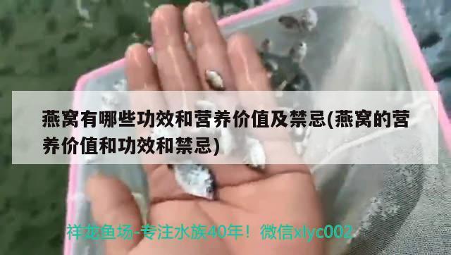 燕窝有哪些功效和营养价值及禁忌(燕窝的营养价值和功效和禁忌) 马来西亚燕窝