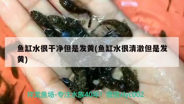 鱼缸水很干净但是发黄(鱼缸水很清澈但是发黄) 祥龙龙鱼鱼粮