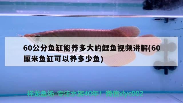 60公分鱼缸能养多大的鲤鱼视频讲解(60厘米鱼缸可以养多少鱼) 潜水艇鱼