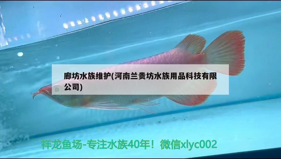 廊坊水族维护(河南兰贵坊水族用品科技有限公司) 水族用品