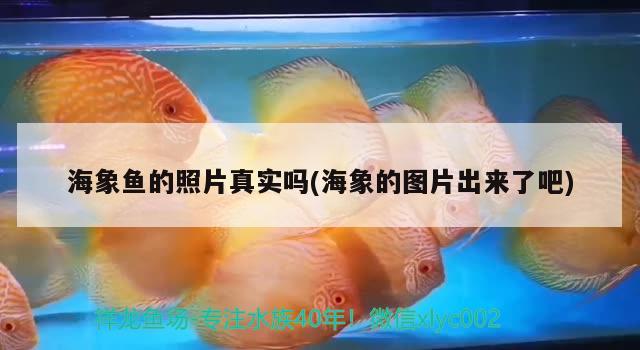 海象鱼的照片真实吗(海象的图片出来了吧) 海象鱼