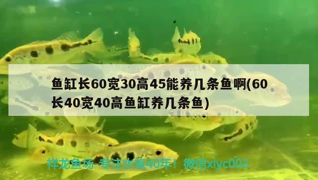 鱼缸长60宽30高45能养几条鱼啊(60长40宽40高鱼缸养几条鱼) 黄鳍鲳鱼