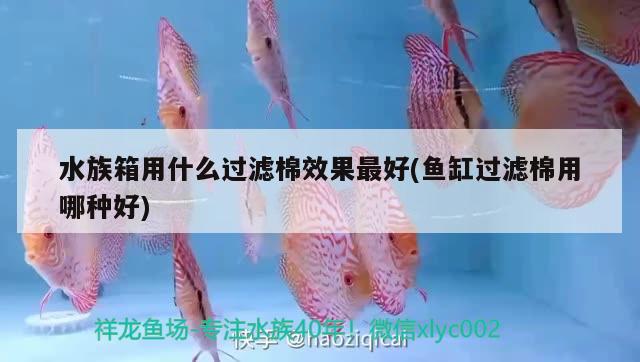 水族箱用什么过滤棉效果最好(鱼缸过滤棉用哪种好) 鱼缸/水族箱