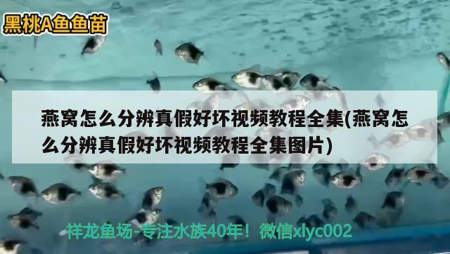 燕窝怎么分辨真假好坏视频教程全集(燕窝怎么分辨真假好坏视频教程全集图片) 马来西亚燕窝