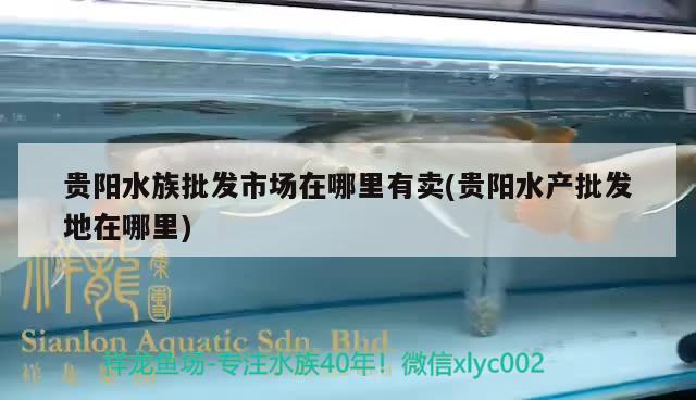 贵阳水族批发市场在哪里有卖(贵阳水产批发地在哪里) 观赏鱼水族批发市场