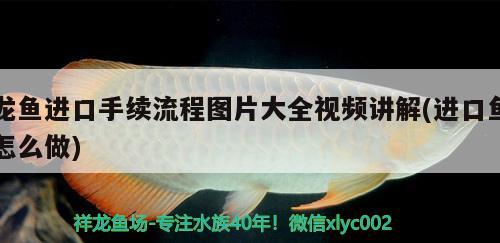 龙鱼进口手续流程图片大全视频讲解(进口鱼怎么做)