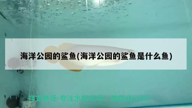 海洋公园的鲨鱼(海洋公园的鲨鱼是什么鱼) 祥龙鱼药系列