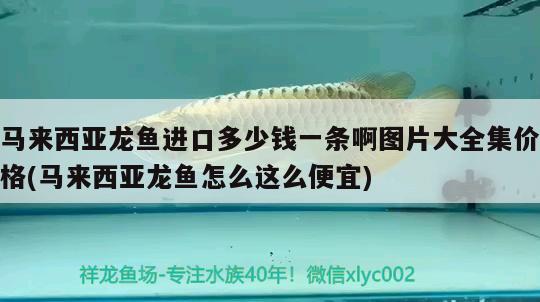 马来西亚龙鱼进口多少钱一条啊图片大全集价格(马来西亚龙鱼怎么这么便宜)