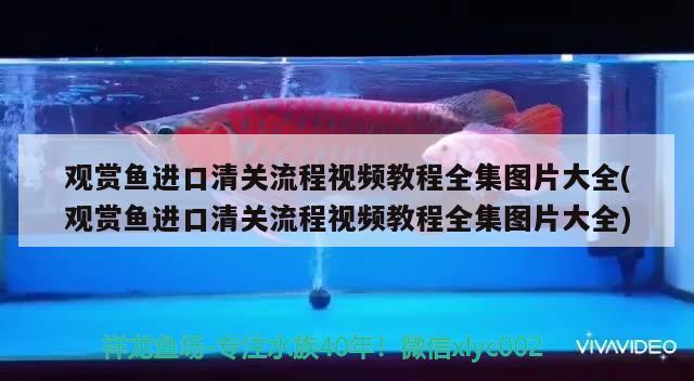 观赏鱼进口清关流程视频教程全集图片大全(观赏鱼进口清关流程视频教程全集图片大全)