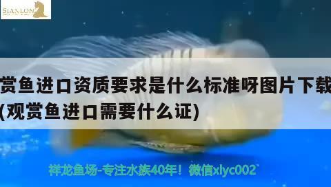 观赏鱼进口资质要求是什么标准呀图片下载网站(观赏鱼进口需要什么证) 观赏鱼进出口