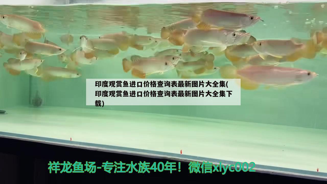 印度观赏鱼进口价格查询表最新图片大全集(印度观赏鱼进口价格查询表最新图片大全集下载)