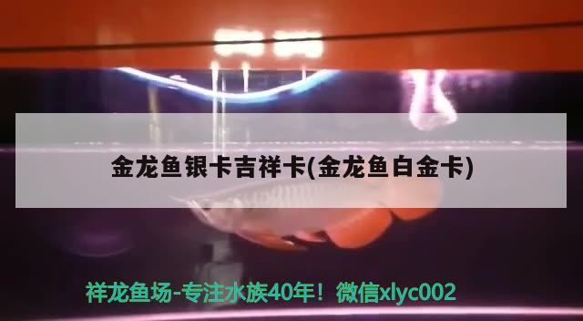 金龙鱼银卡吉祥卡(金龙鱼白金卡) 祥龙龙鱼专用水族灯