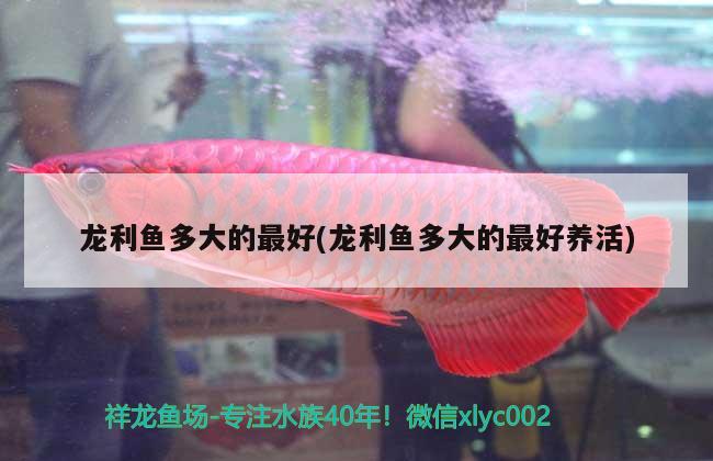 龙利鱼多大的最好(龙利鱼多大的最好养活) 水族杂谈