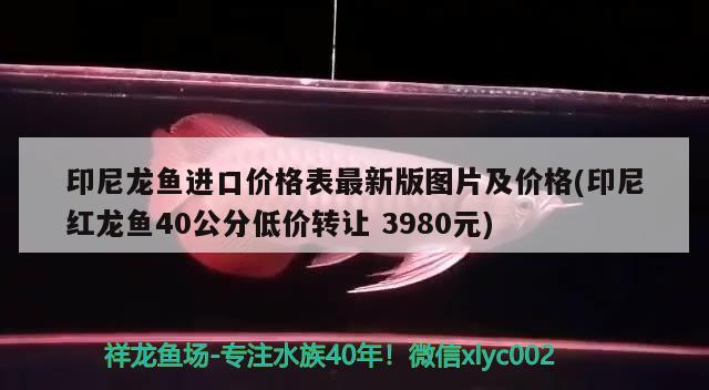 印尼龙鱼进口价格表最新版图片及价格(印尼红龙鱼40公分低价转让3980元)