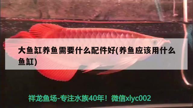 大鱼缸养鱼需要什么配件好(养鱼应该用什么鱼缸) 三间鼠鱼