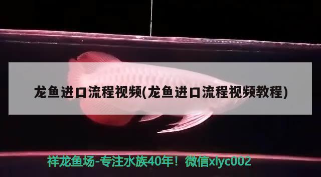 龙鱼进口流程视频(龙鱼进口流程视频教程) 观赏鱼进出口