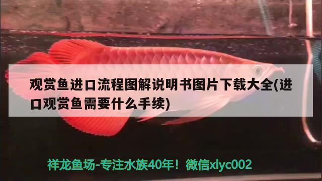 观赏鱼进口流程图解说明书图片下载大全(进口观赏鱼需要什么手续)