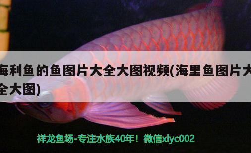 海利鱼的鱼图片大全大图视频(海里鱼图片大全大图) 水族世界