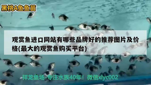 观赏鱼进口网站有哪些品牌好的推荐图片及价格(最大的观赏鱼购买平台) 观赏鱼进出口