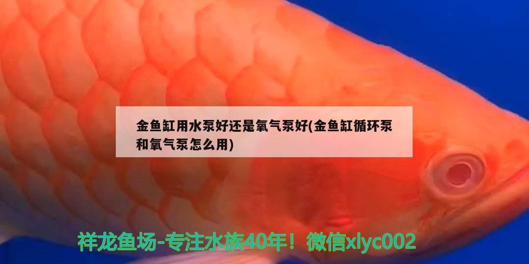 金鱼缸用水泵好还是氧气泵好(金鱼缸循环泵和氧气泵怎么用)