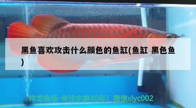 黑鱼喜欢攻击什么颜色的鱼缸(鱼缸黑色鱼) 黄金招财猫鱼 第2张