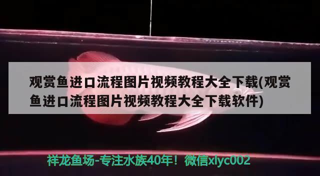 观赏鱼进口流程图片视频教程大全下载(观赏鱼进口流程图片视频教程大全下载软件)