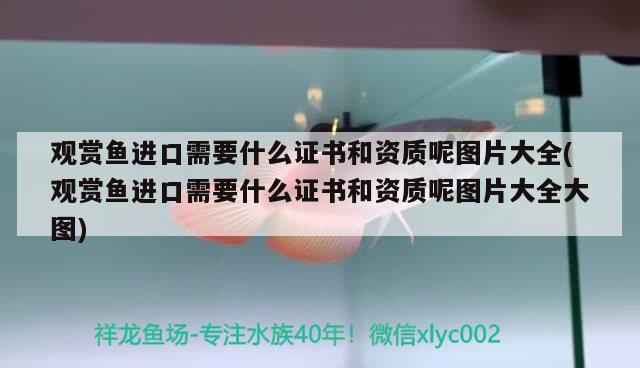 观赏鱼进口需要什么证书和资质呢图片大全(观赏鱼进口需要什么证书和资质呢图片大全大图) 观赏鱼进出口