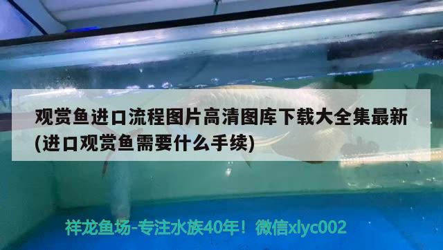 观赏鱼进口流程图片高清图库下载大全集最新(进口观赏鱼需要什么手续) 观赏鱼进出口