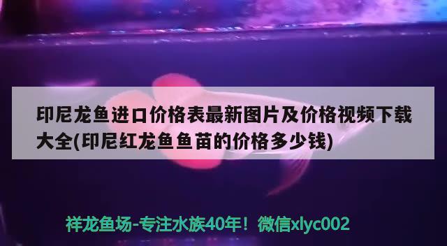 印尼龙鱼进口价格表最新图片及价格视频下载大全(印尼红龙鱼鱼苗的价格多少钱)