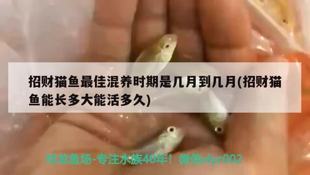 招财猫鱼最佳混养时期是几月到几月(招财猫鱼能长多大能活多久) 和尚鱼