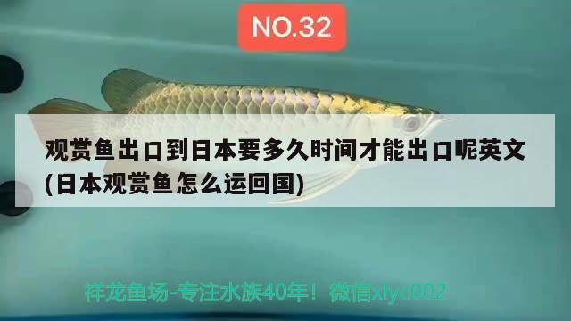 观赏鱼出口到日本要多久时间才能出口呢英文(日本观赏鱼怎么运回国) 观赏鱼进出口