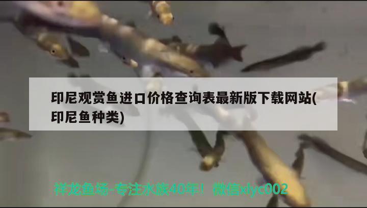 印尼观赏鱼进口价格查询表最新版下载网站(印尼鱼种类)