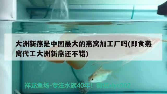 大洲新燕是中国最大的燕窝加工厂吗(即食燕窝代工大洲新燕还不错)