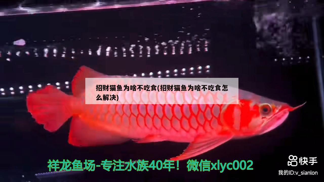 招财猫鱼为啥不吃食(招财猫鱼为啥不吃食怎么解决) 广州水族器材滤材批发市场