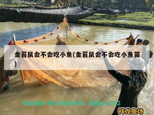 金苔鼠会不会吃小鱼(金苔鼠会不会吃小鱼苗)