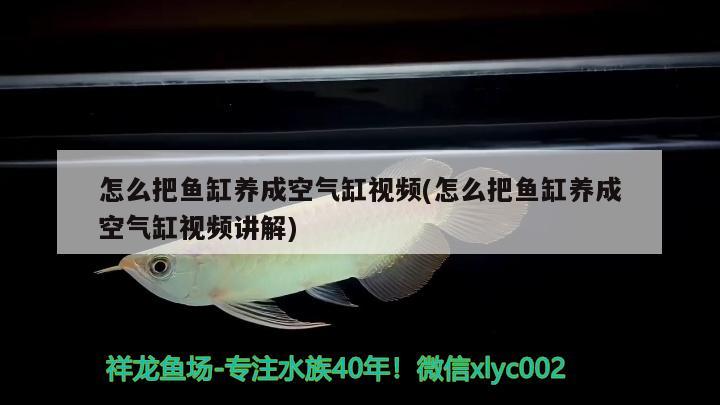 怎么把鱼缸养成空气缸视频(怎么把鱼缸养成空气缸视频讲解) 金三间鱼