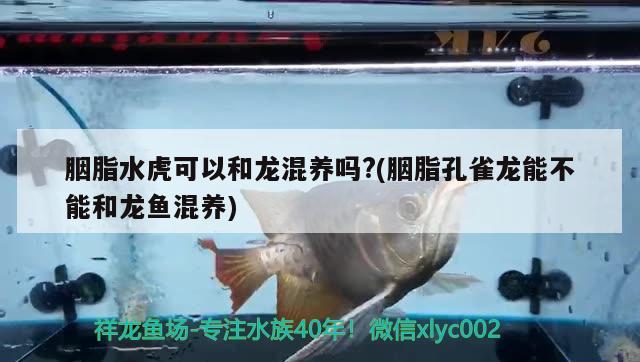 胭脂水虎可以和龙混养吗？(胭脂孔雀龙能不能和龙鱼混养) 食人鱼（水虎）