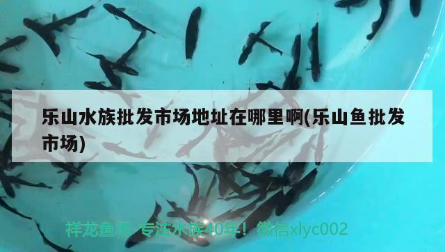 乐山水族批发市场地址在哪里啊(乐山鱼批发市场) 观赏鱼水族批发市场