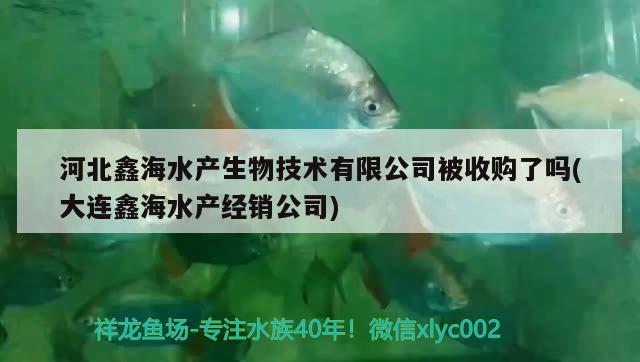 河北鑫海水产生物技术有限公司被收购了吗(大连鑫海水产经销公司) 黄金达摩鱼