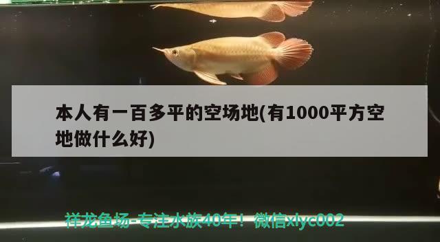 本人有一百多平的空场地(有1000平方空地做什么好) 观赏鱼市场（混养鱼）